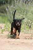 DOBERMANN 745